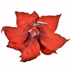 Χριστουγεννιάτικο Λουλούδι Αλεξανδρινό με Κλιπ Βελουτέ Κόκκινο Στρας Glitter 25cm
