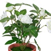 Γλαστράκι Διακοσμητικό Τριανταφυλλιά Λευκή 21cm